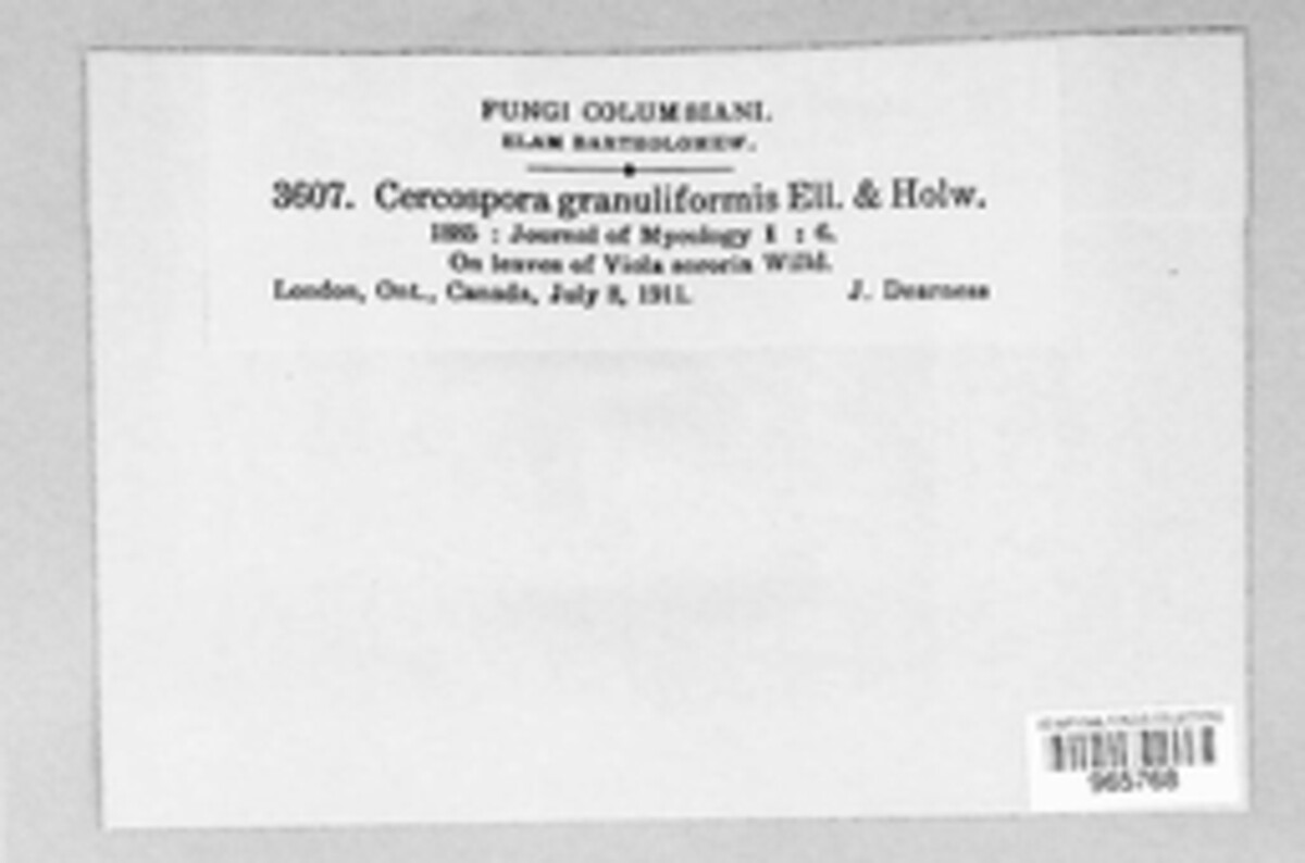 Cercospora granuliformis image